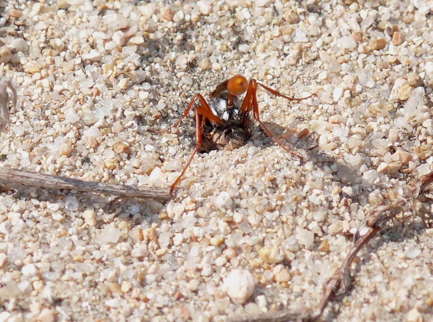 Ammophila heydeni rubriventris che lavora alla tana